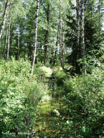 Skog